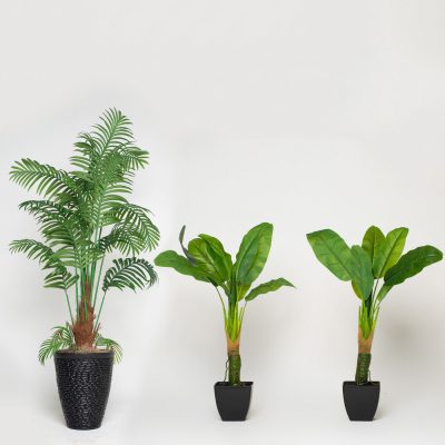 Green Plants (3) - $25